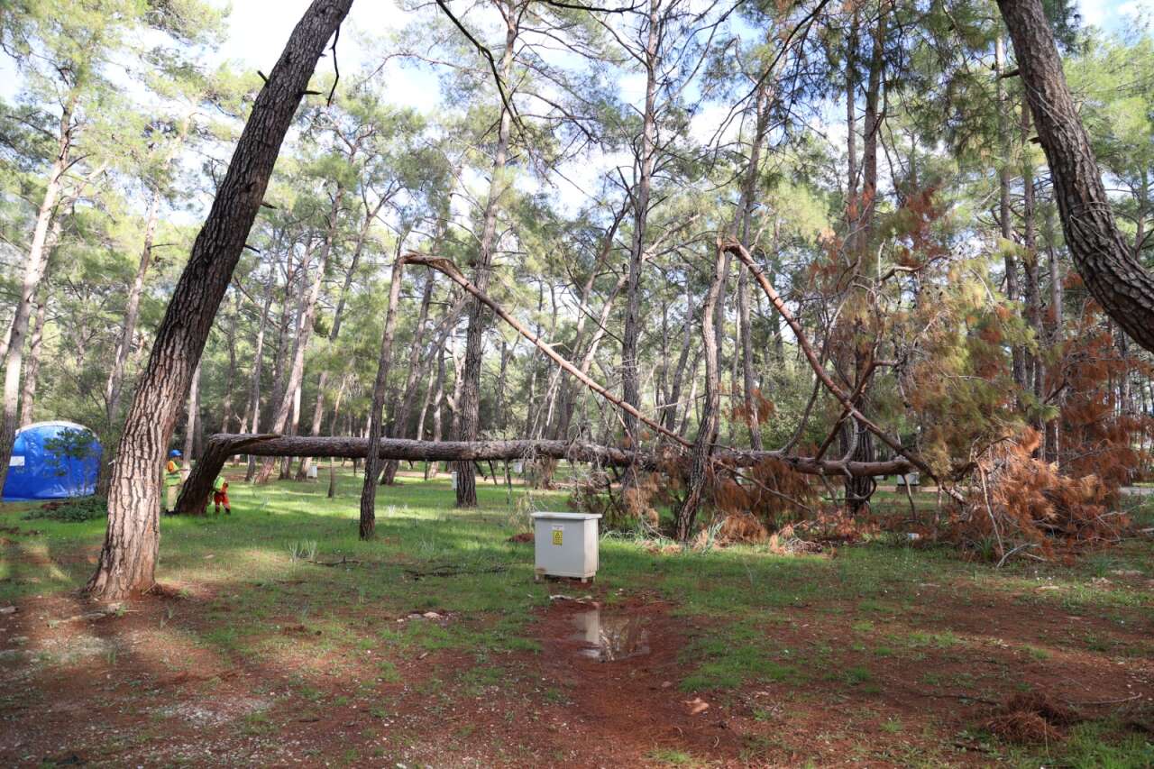 Akyaka Orman Kampı’nda 41 Ağaç Kesilecek: Orman Bölge Müdürlüğü’nden Açıklama 1